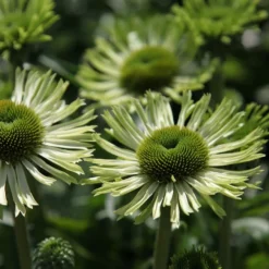 Echinacea 'Green Jewel' (PBR)