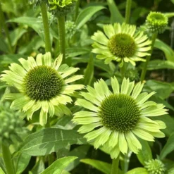 Echinacea 'Green Jewel' (PBR) -Deals Green4Ever Store pl2000021331 card3 lg
