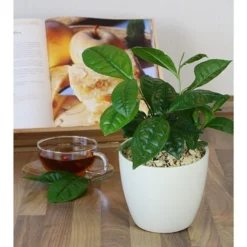 Tea Plant -Deals Green4Ever Store pl2000021386 card10 lg