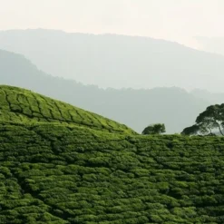 Tea Plant -Deals Green4Ever Store pl2000021386 card3 lg