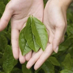 Tea Plant -Deals Green4Ever Store pl2000021386 card4 lg