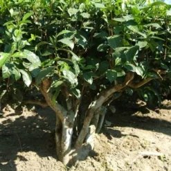 Tea Plant -Deals Green4Ever Store pl2000021386 card7 lg