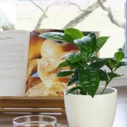 Tea Plant -Deals Green4Ever Store pl2000021386 card8 lg