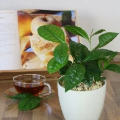 Tea Plant -Deals Green4Ever Store pl2000021386 card9 lg