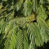 Albizia Julibrissin Ombrella ('Boubri') (PBR)