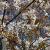 Amelanchier Laevis 'Snowflakes'