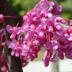 Cercis Canadensis Lavender Twist ('Covey') -Deals Green4Ever Store pl2000022345 card3 lg