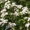 Crataegus Laevigata 'Plena'