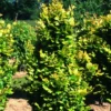 Fagus Sylvatica 'Dawyck Gold'