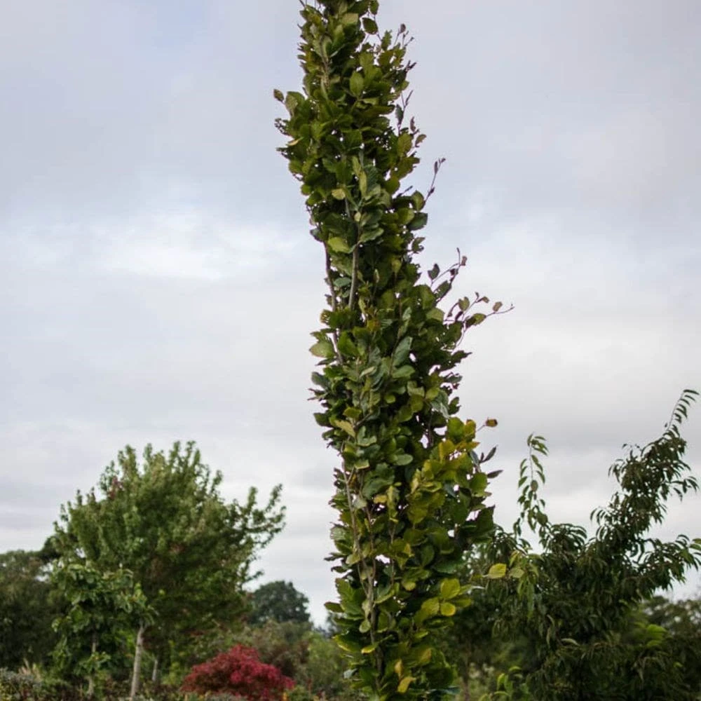 Fagus Sylvatica 'Dawyck Gold' 2 Fagus Sylvatica 'Dawyck Gold' - Image 2