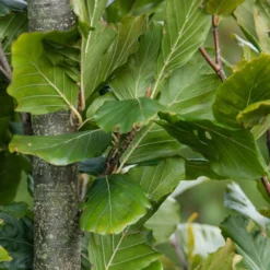 Fagus Sylvatica 'Dawyck Gold' 5 Fagus Sylvatica 'Dawyck Gold' -Deals Green4Ever Store pl2000022354 card3 lg