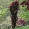 Fagus Sylvatica 'Dawyck Purple'