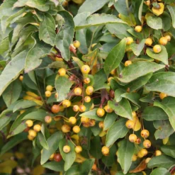 Malus Cinderella ('Cinzam') -Deals Green4Ever Store pl2000022360 card2 lg