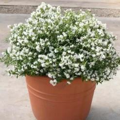 Deutzia × Rosea Yuki Snowflake ('NCDX1') (PBR) -Deals Green4Ever Store pl2000022451 card2 lg