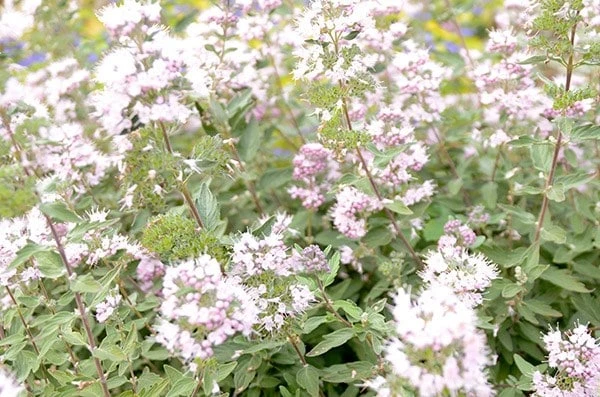 Caryopteris × Clandonensis Pink Perfection ('Lisspin') (PBR) 2 Caryopteris × Clandonensis Pink Perfection ('Lisspin') (PBR) - Image 2