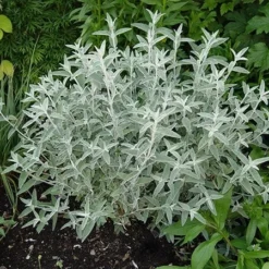 Buddleja 'Morning Mist' (PBR) -Deals Green4Ever Store pl2000022465 card2 lg