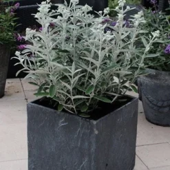 Buddleja 'Morning Mist' (PBR) -Deals Green4Ever Store pl2000022465 card3 lg