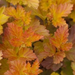 Physocarpus Amber Jubilee ('Jefam') (PBR) -Deals Green4Ever Store pl2000022483 card2 lg