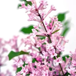 Syringa Bloomerang Pink Perfume ('Pink Perfume') (PBR) -Deals Green4Ever Store pl2000022484 card3 lg