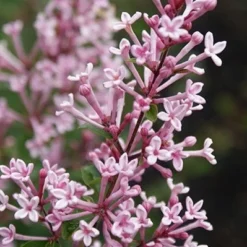 Syringa Bloomerang Pink Perfume ('Pink Perfume') (PBR) -Deals Green4Ever Store pl2000022484 card5 lg