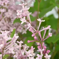 Syringa Bloomerang Pink Perfume ('Pink Perfume') (PBR) -Deals Green4Ever Store pl2000022484 card6 lg