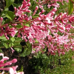 Syringa Bloomerang Pink Perfume ('Pink Perfume') (PBR) -Deals Green4Ever Store pl2000022484 card7 lg