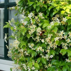 Trachelospermum Jasminoides Star Of Toscana ('Selbra') (PBR) -Deals Green4Ever Store pl2000022510 card2 lg