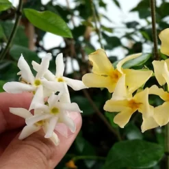 Trachelospermum Jasminoides Star Of Toscana ('Selbra') (PBR) -Deals Green4Ever Store pl2000022510 card3 lg