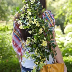 Trachelospermum Jasminoides Star Of Toscana ('Selbra') (PBR) -Deals Green4Ever Store pl2000022510 card4 lg