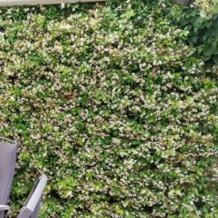 Trachelospermum Jasminoides Star Of Toscana ('Selbra') (PBR) -Deals Green4Ever Store pl2000022510 card5 lg