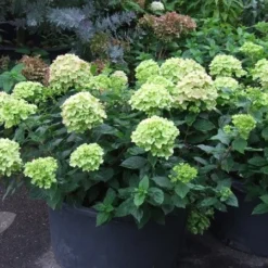 Hydrangea Paniculata Little Lime ('Jane') (PBR) -Deals Green4Ever Store pl2000022524 card2 lg