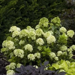 Hydrangea Paniculata Little Lime ('Jane') (PBR) -Deals Green4Ever Store pl2000022524 card3 lg