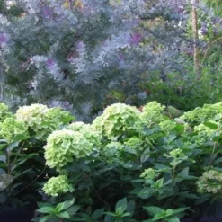 Hydrangea Paniculata Little Lime ('Jane') (PBR) -Deals Green4Ever Store pl2000022524 card4 lg