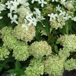 Hydrangea Paniculata Little Lime ('Jane') (PBR) -Deals Green4Ever Store pl2000022524 card5 lg