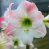 Hippeastrum (Galaxy Group) 'Apple Blossom'