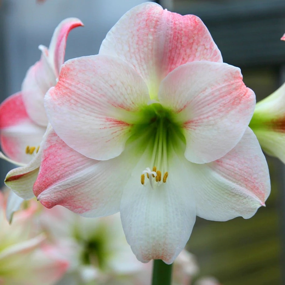 Hippeastrum (Galaxy Group) 'Apple Blossom' 1 Hippeastrum (Galaxy Group) 'Apple Blossom'