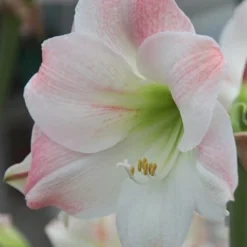 Hippeastrum (Galaxy Group) 'Apple Blossom' 3 Hippeastrum (Galaxy Group) 'Apple Blossom' -Deals Green4Ever Store pl2000022846 card2 lg