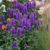 Agastache 'Blue Boa' (PBR)