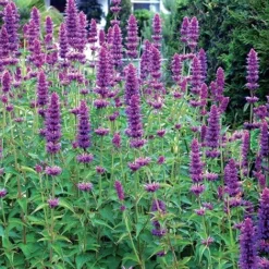 Agastache 'Blue Boa' (PBR) -Deals Green4Ever Store pl2000022948 card4 lg