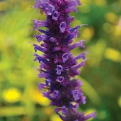 Agastache 'Blue Boa' (PBR) -Deals Green4Ever Store pl2000022948 card5 lg