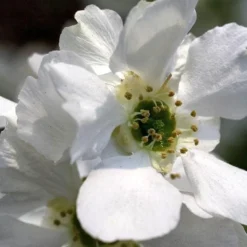 Exochorda × Macrantha 'Niagara' (PBR) -Deals Green4Ever Store pl2000023499 card2 lg