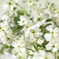 Exochorda × Macrantha 'Niagara' (PBR) -Deals Green4Ever Store pl2000023499 card3 lg