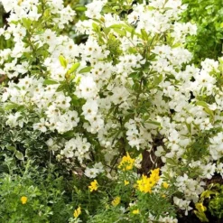 Exochorda × Macrantha 'Niagara' (PBR) -Deals Green4Ever Store pl2000023499 card4 lg