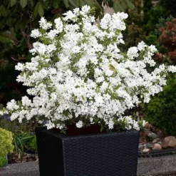 Exochorda × Macrantha 'Niagara' (PBR) -Deals Green4Ever Store pl2000023499 card5 lg