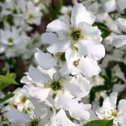 Exochorda × Macrantha 'Niagara' (PBR) -Deals Green4Ever Store pl2000023499 card7 lg