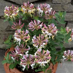 Deals Green4Ever Store 31 Lonicera Periclymenum 'Strawberries And Cream' ®