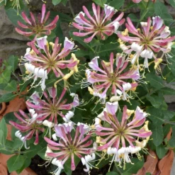 Lonicera Periclymenum 'Strawberries And Cream' ® -Deals Green4Ever Store pl2000023628 card3 lg