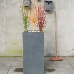 Acer Palmatum Going Green ('Sonkootgre') (PBR) -Deals Green4Ever Store pl2000023636 card3 lg