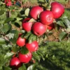 Apple 'Red Windsor'