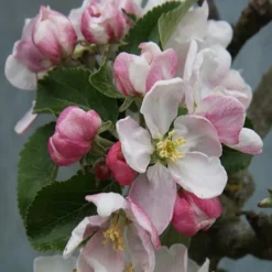 Apple 'Red Windsor' -Deals Green4Ever Store pl2000023639 card2 lg